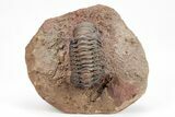 Crotalocephalina Trilobite With Prepared Microfossils #210227-6